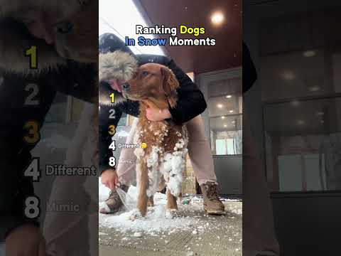 Ranking Dogs In Snow Moments thumbnail