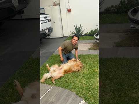 No hay que ensuciarse antes de comer ? #chavafrayre #dogowner #mascotas thumbnail