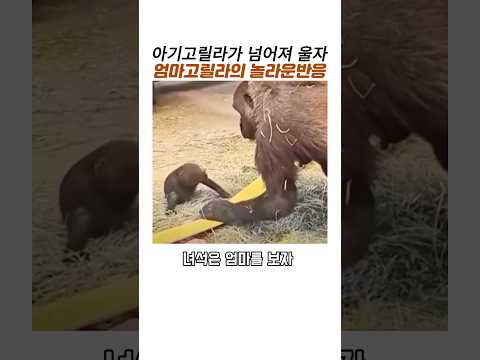 아기고릴라가 넘어져울자 엄마고릴라 놀라운반응#감동 동물#모성애 thumbnail
