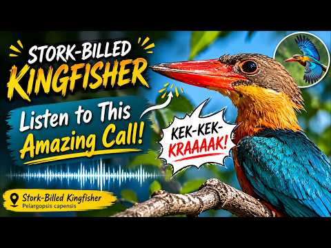Not a Monkey… It’s a Stork-Billed Kingfisher! thumbnail