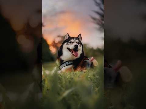 Here’s how to ALWAYS get cute pics of your dog! 🐶📸 thumbnail
