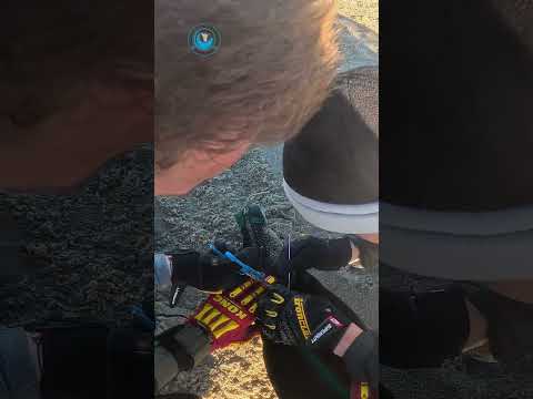 Seal Badly Cut By Fishing Line #shorts thumbnail