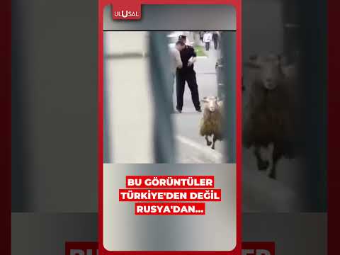 Rusya'da kaçan kurbanlık koç trafiği birbirine kattı #shorts #rusya #kurban thumbnail