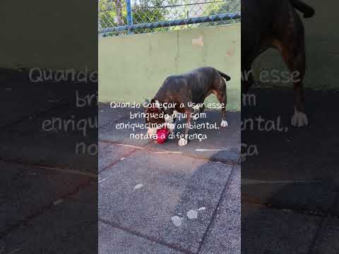 Melhor Brinquedo Interativo pra cães #cães #shorts #shortsfeed #pets #staffies #dog #adestrador thumbnail
