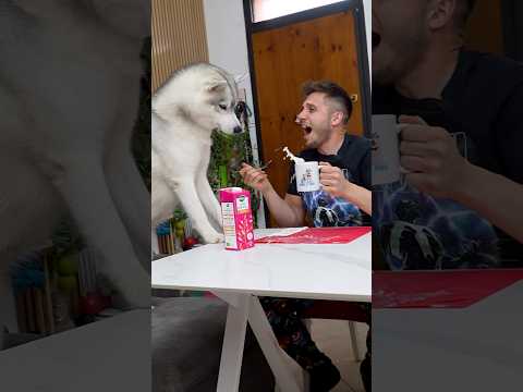 POV: Come SVEGLIARSI se non hai la SVEGLIA ma hai un SIBERIAN HUSKY!🤭⏰🐺 #cane #dog #comedy #comico thumbnail