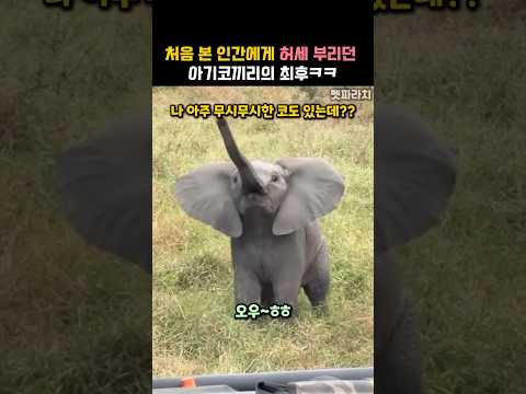 처음 본 인간에게 허세 부리던 아기코끼리의 최후ㅋㅋ #동물 #코끼리 thumbnail