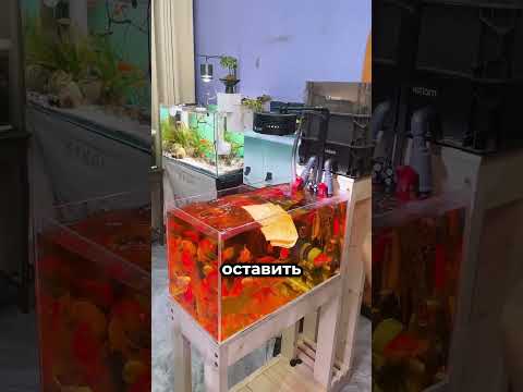Он случайно очистил весь аквариум 😳 thumbnail