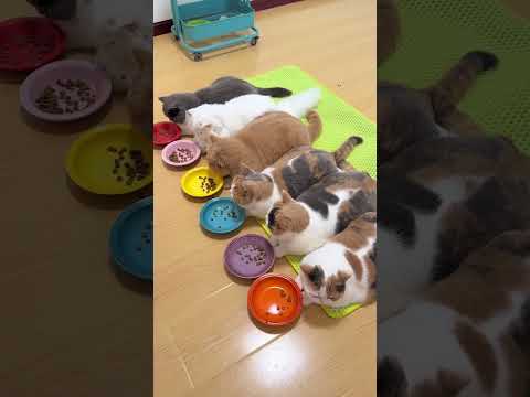 猫疯狂了！故意少吃，猫觉得太少 thumbnail