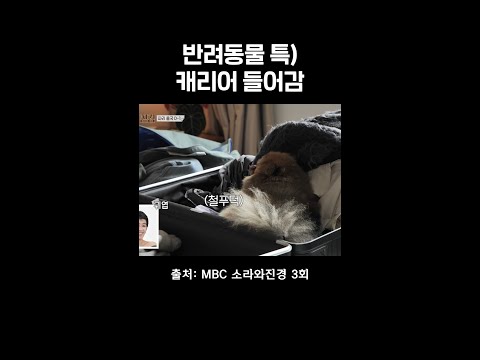 떠나는 거 아는 반려견 #소라와진경 #이소라 thumbnail