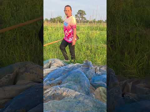 อ้ายกันเก็บแพส่อยกันดอกเทออ้ายลาวมาเก็บส่อยจังแล้วไว #ขึ้นหน้าฟีด #funny thumbnail