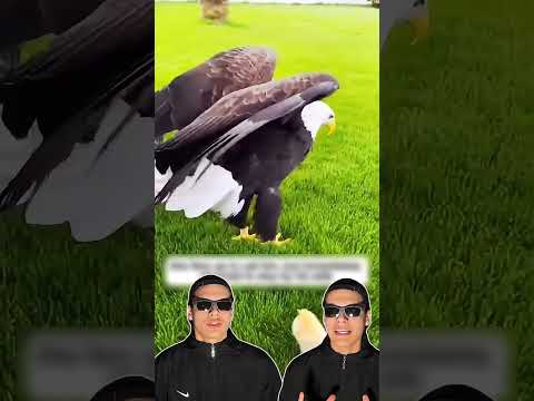 A Águia QUEBROU o próprio OVO!? thumbnail
