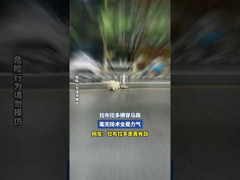 拉布拉多横穿马路，毫无技术全是力气 thumbnail