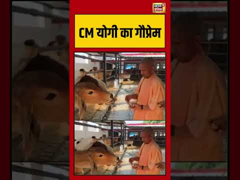 CM Yogi's love for cows | CM योगी का गौप्रेम | #viralnews #viralvideo #hindinews #shortvideo #upnews thumbnail