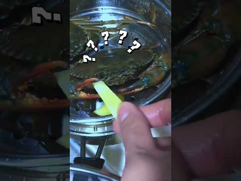 别人给姜片VS我给姜片。。 #海鲜大餐 #抽象 #万万没想到 #螃蟹 thumbnail