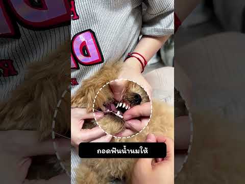 ถอนฟันน้ำนมให้ thumbnail