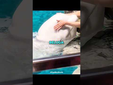 Beluga whale will never tell you these things! thumbnail