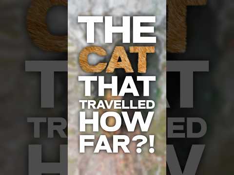 The Cat That Travelled HOW Far?! 🐈 thumbnail