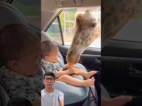 Hươu cao cổ và em bé #trending #trendingshorts #trendingvideo #shorts #shortsviral #viralshorts thumbnail