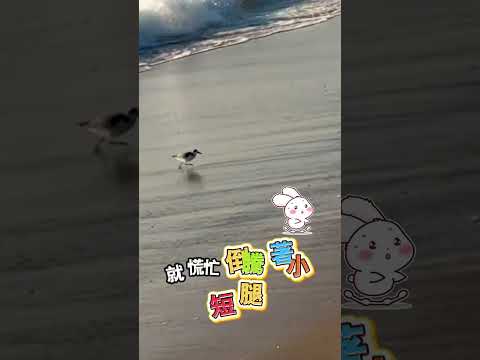 呆萌海鷗只顧跑路竟忘了自己會飛 thumbnail