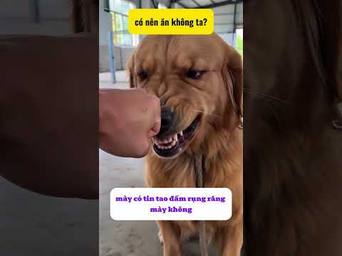 Có đồ ăn là thái độ khác ngay  thumbnail