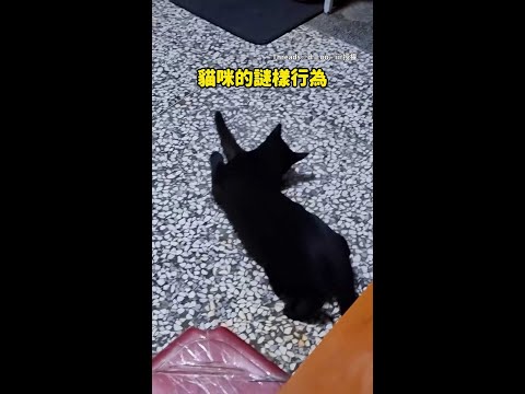 【咪之行為XD】貓咪匍匐蹭地貓爪向前揮　網笑：牠橡皮擦掉了正在找 #Shorts thumbnail