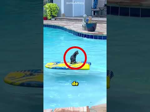 Esta Gatita Solo Seguía Al Abuelo 😂 thumbnail