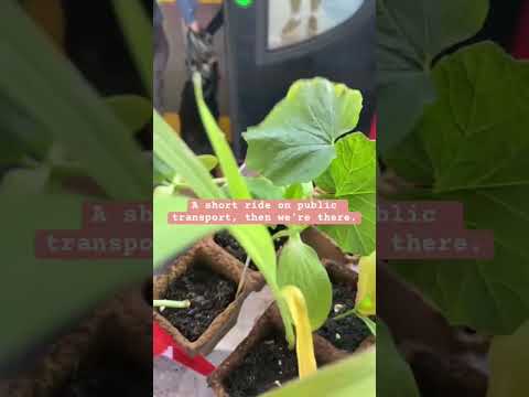 Transplanting our seedlings: courgette, squash, pumpkin and sweetcorn ? #allotment #growyourownfood thumbnail