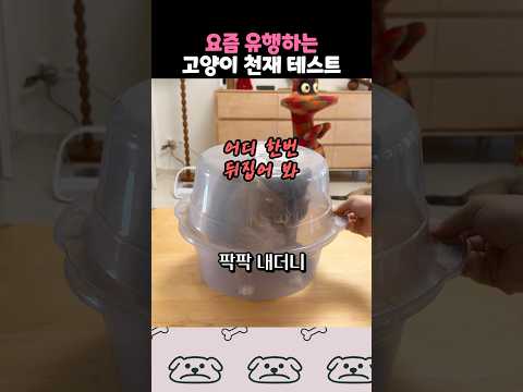 요즘 유행하는 고양이 천재 테스트 thumbnail