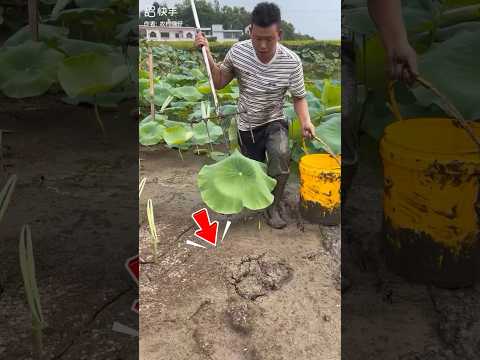 Nông Dân Đào Ruộng Phát Hiện Sinh Vật Lạ #shorts thumbnail