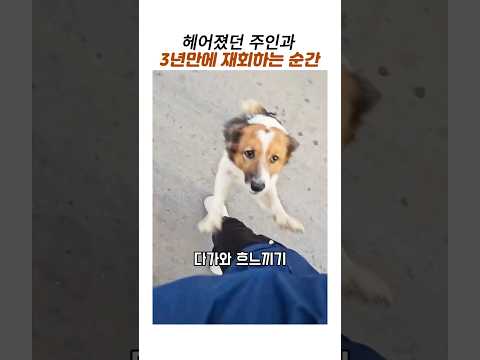 헤어졌던 주인과 댕댕이 3년만에 재회의순간#감동동물#동물재회 thumbnail