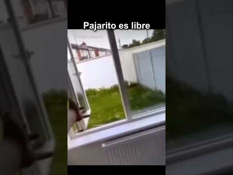 PAJARITO ES LIBRE thumbnail
