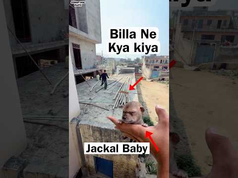 Jackal Baby Billa Jump ? thumbnail
