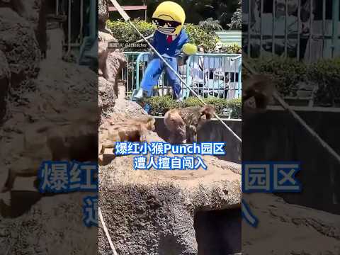 世界卫生组织宣布，非洲刚果民主共和国和乌干达爆发的伊波拉疫情，已构成国际关注的突发公共卫生事件，但未达到大流行紧急状态。 #8视界新闻网 #punchthemonkey #punch #japan thumbnail