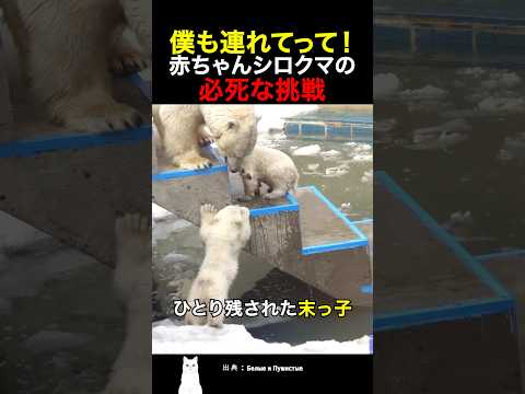 僕も連れてって！赤ちゃんシロクマの必死な挑戦 thumbnail
