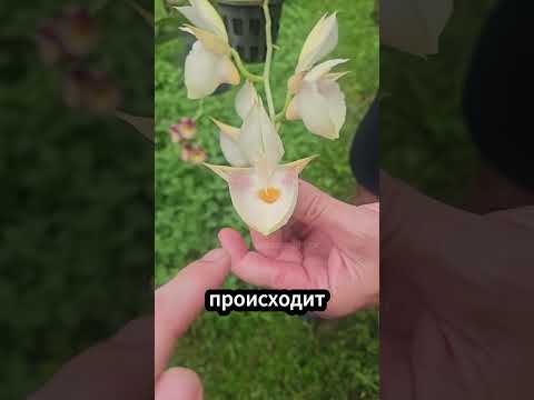 🐝 Как орхидея метит пчелу за секунду! #орхидея #цветы #опыление thumbnail