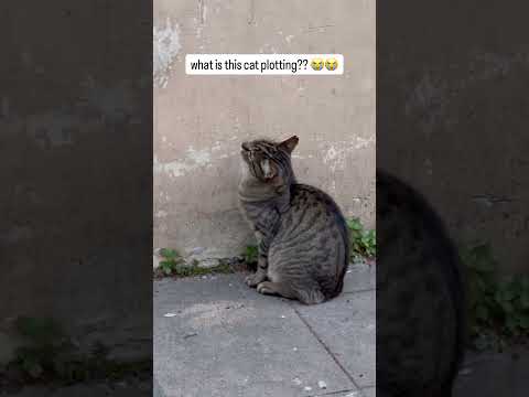What is this cat actually plotting? Should we be concerned? thumbnail