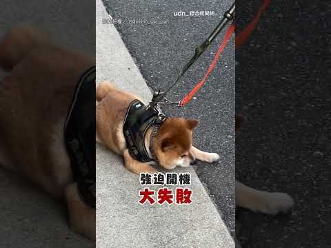 【拒否柴】不愧是柴犬？ 柴柴黏在馬路上：別拉我｜柴犬｜固執｜馬路 thumbnail