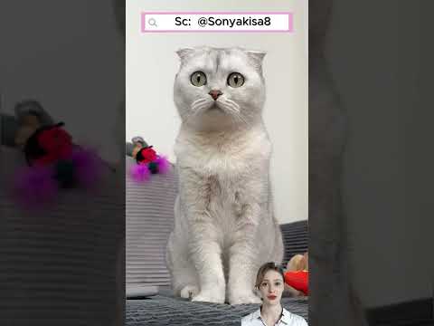 🐱 Mèo mê mua đồ chơi và cái kết #shorts thumbnail