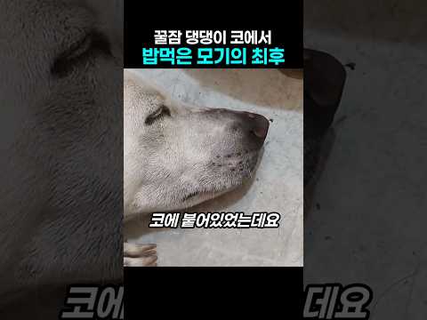 잠든 댕댕이 코에 빨대 꽂은 모기의 최후 thumbnail