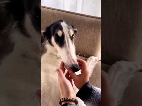 ボルゾイの意外なところをもっと知って欲しい。 #ボルゾイ #大型犬 #超大型犬 #shorts thumbnail