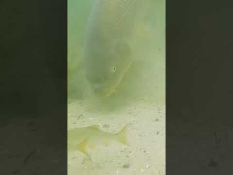 Why do fish always feed in the weeds? thumbnail