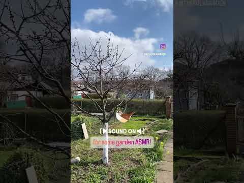 Our allotment is full of bird song during spring! #garden #allotment #birdsounds #birdsong thumbnail