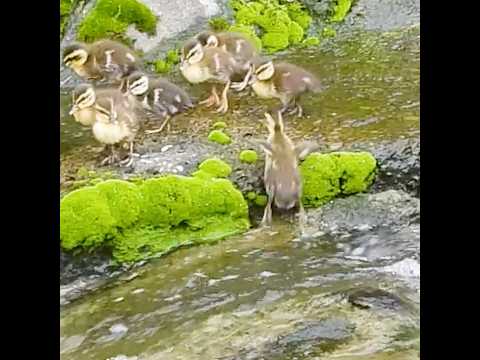 1羽だけ滑り落ちたヒナ、ガン見される💦【カルガモ親子】 thumbnail