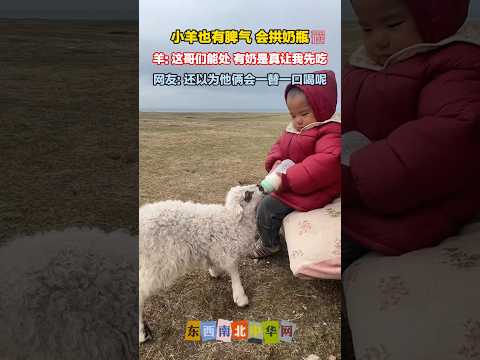 小羊羔吧唧吧唧喝奶，宝宝认真喂它的样子，一点也不胆怯 thumbnail
