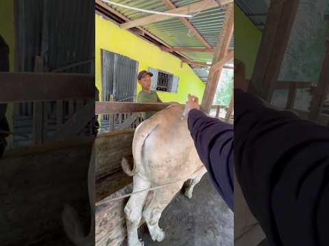 VITAMIN PEMULIHAN PADA SAPI JANTAN SETELAH SAKIT thumbnail