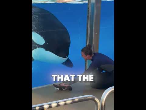 Cutest Orca ♥️? #shorts thumbnail