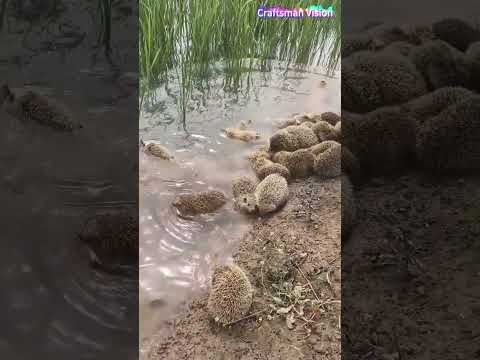 The method of wild ecological stocking of hedgehogs thumbnail