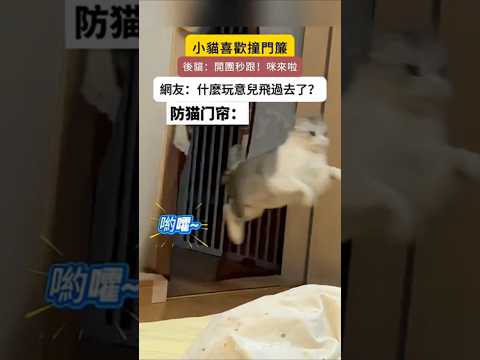 小貓喜歡頭槌門簾?  後貓：開團秒跟‼️咪來啦~ 網友：什麼玩意兒飛過去了❓ #cat #cute #funny #shorts #funnyshorts thumbnail