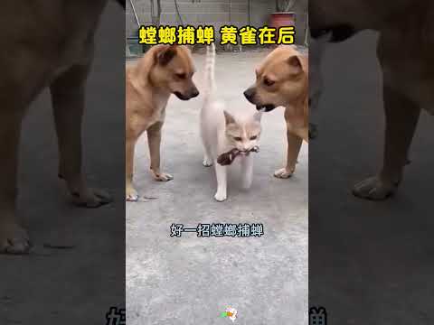 螳螂捕蝉黄雀在后，俩狗抢鸡腿，小猫成最终赢家，哈哈 #搞笑 #大熱門 #funny thumbnail
