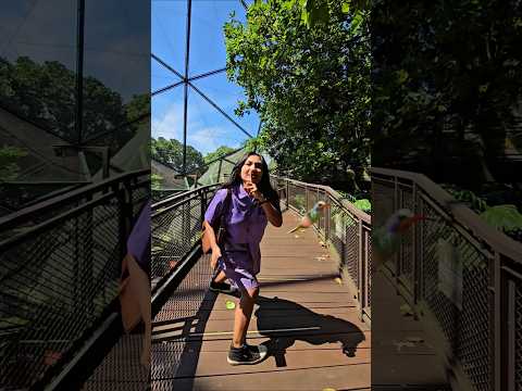 kk kejar burung #trandingshorts thumbnail